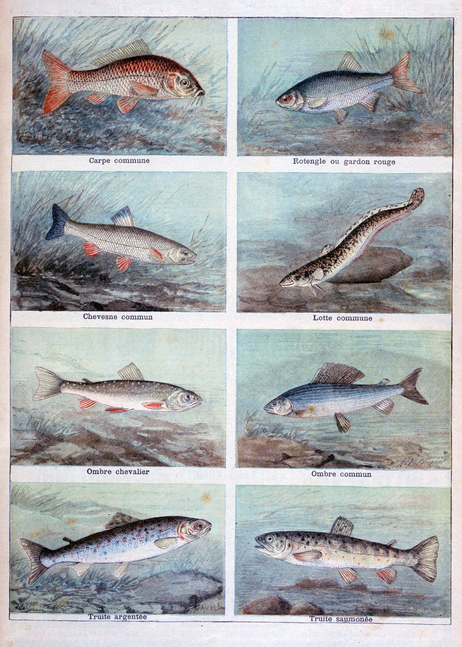 Süßwasserfische, 1898 von Fortuné Méaulle