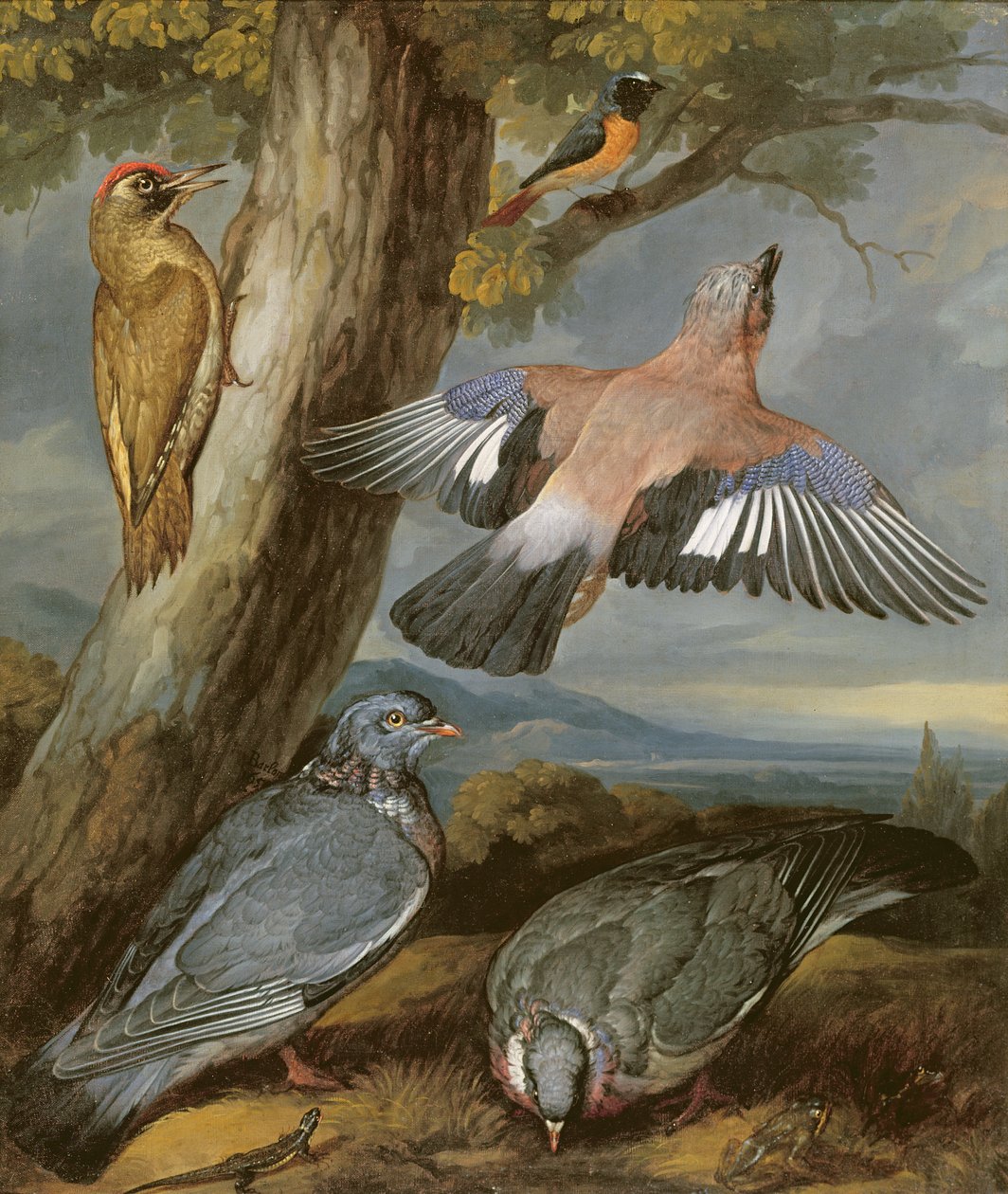 Eichelhäher, Grünspecht, Tauben und Rotschwanz, um 1650 von Francis Barlow