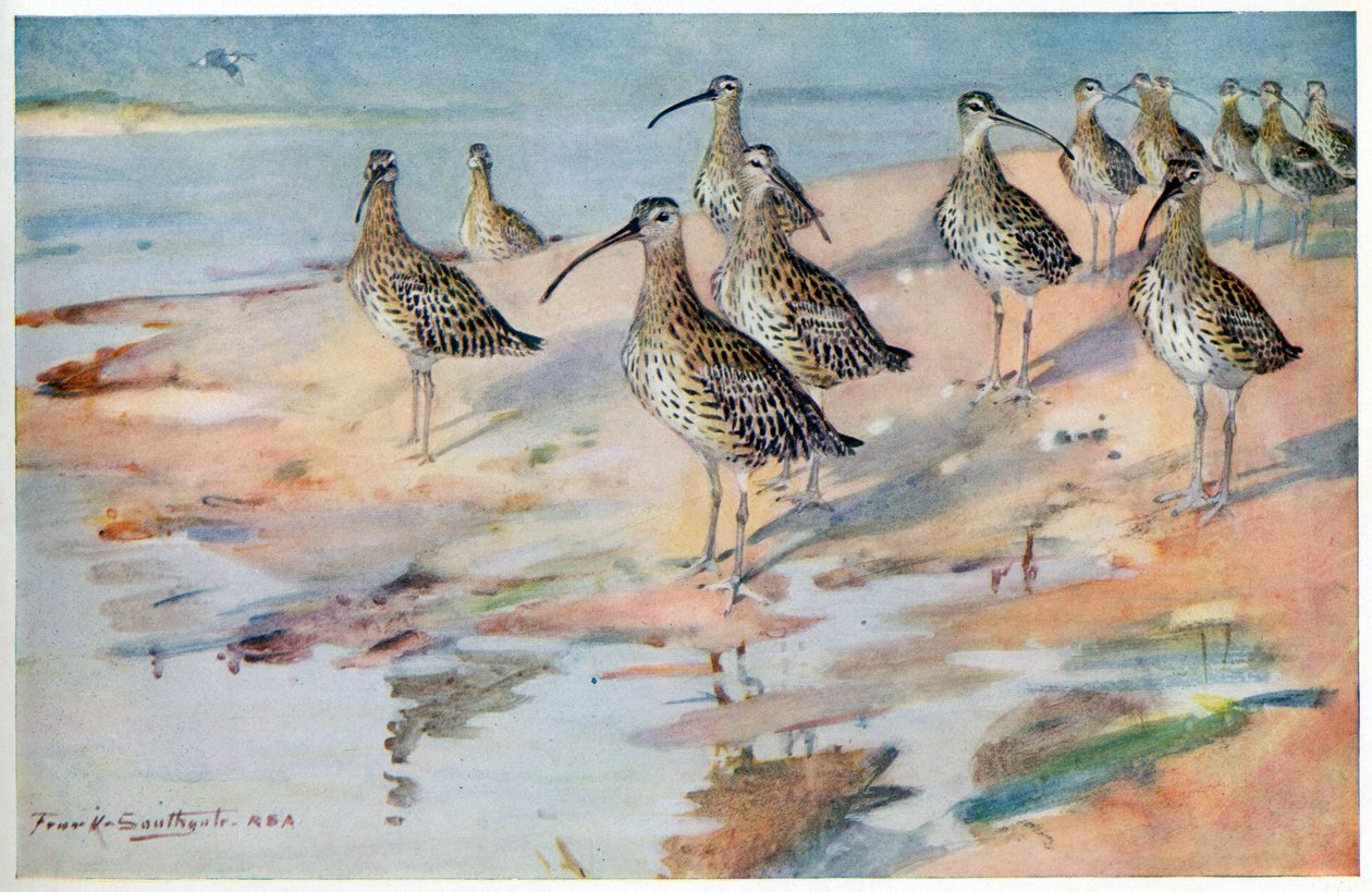 Brachvogel am Blakeney Point, Illustration aus 