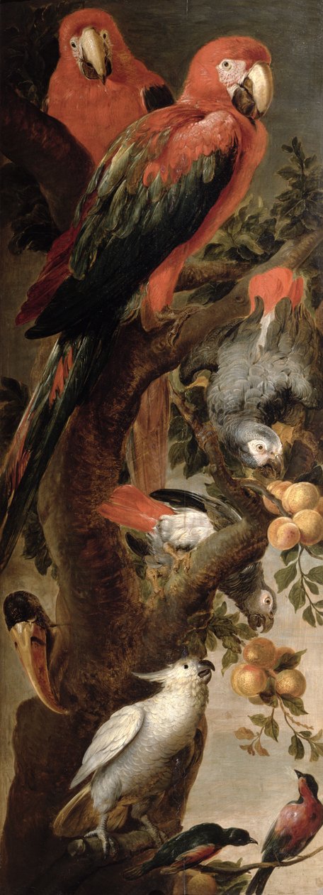 Aras und Papageien von Frans Snyders or Snijders