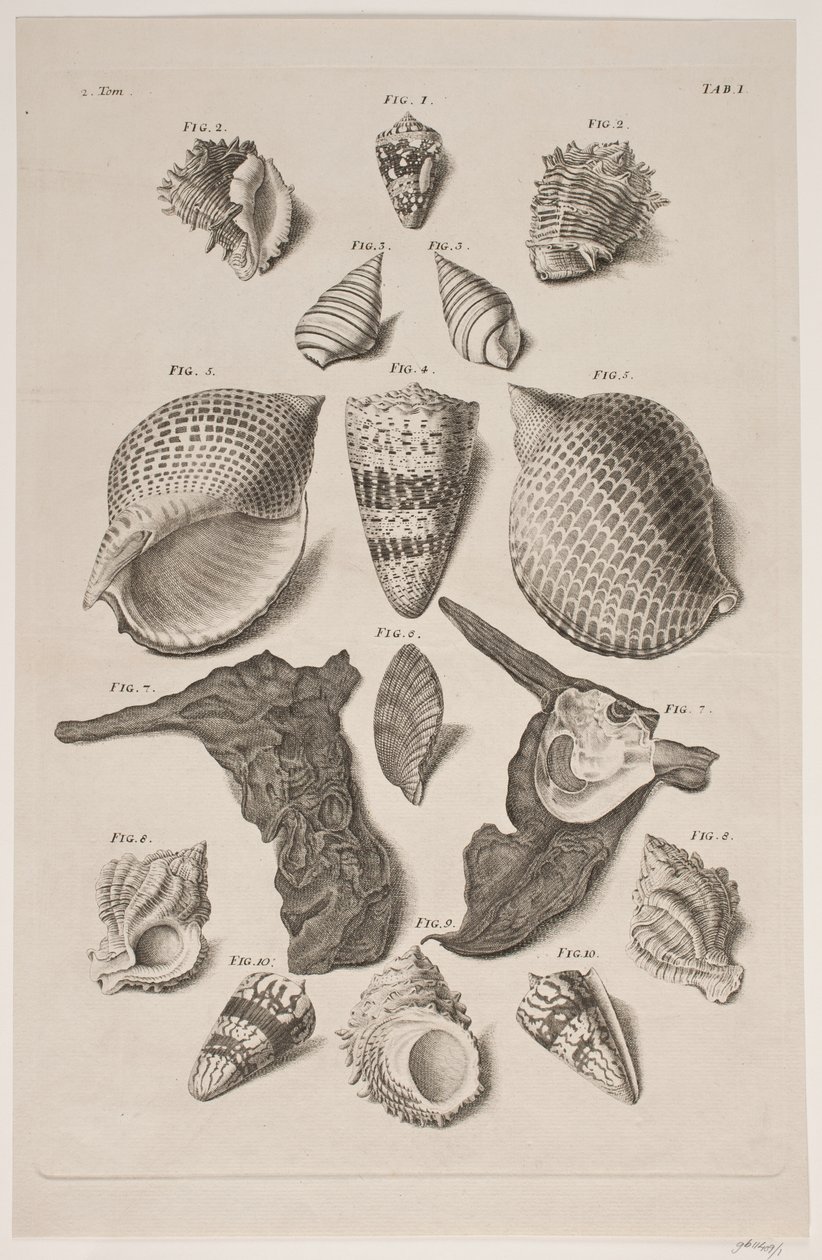 Tafel mit Muscheln. Tafel 1. von Franz Michael Regenfus