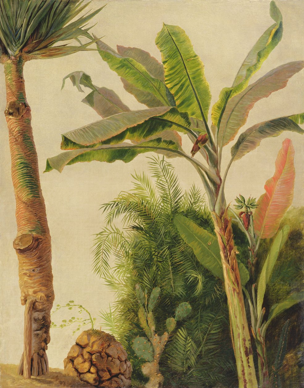 Bananenbaum, ca. 1865 von Frederic Edwin Church