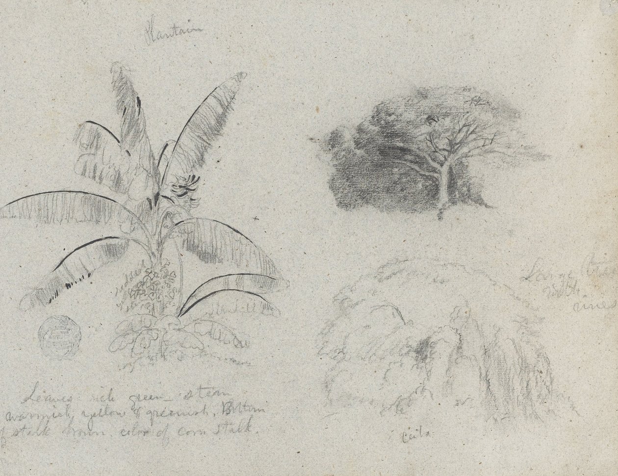 Botanische Skizzen, Südamerika von Frederic Edwin Church