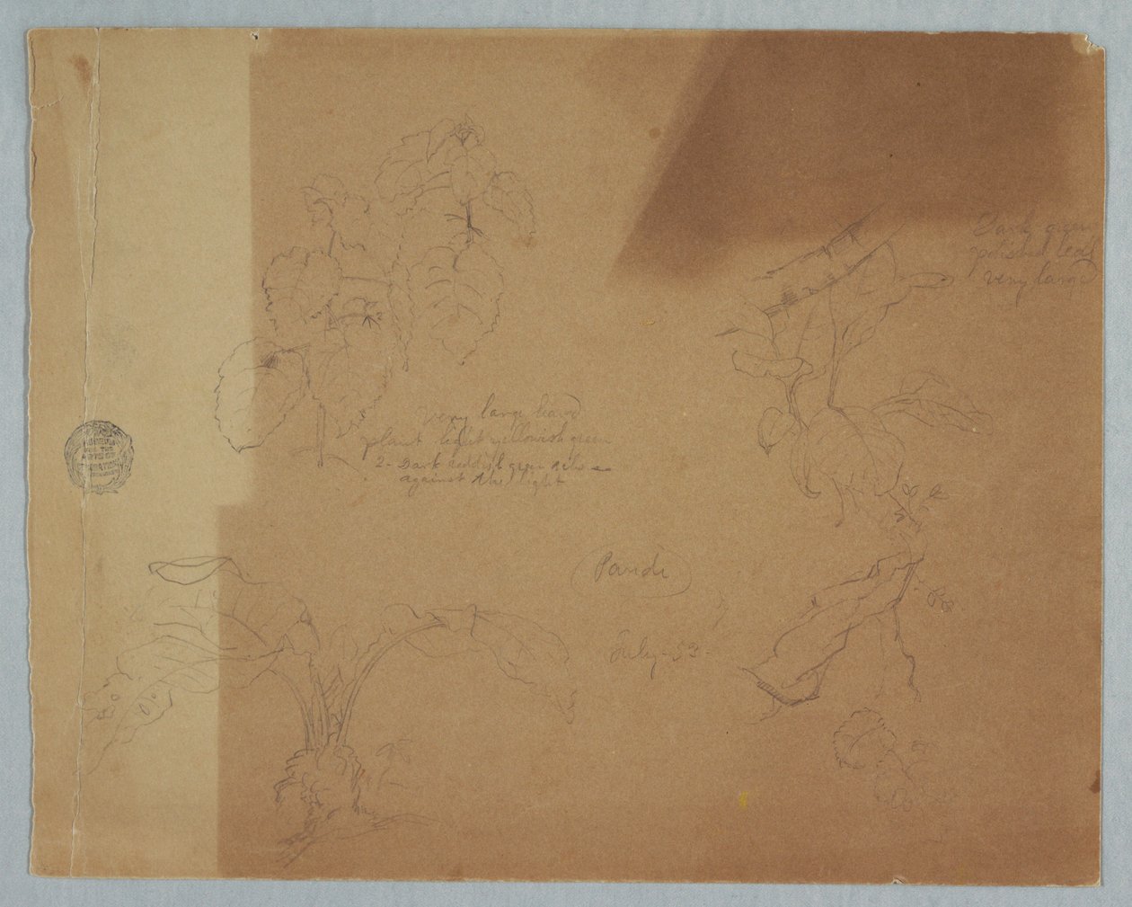 Zeichnung, Botanische Skizzen, möglicherweise Coleus, Pandi, Kolumbien, Juli 1853 von Frederic Edwin Church
