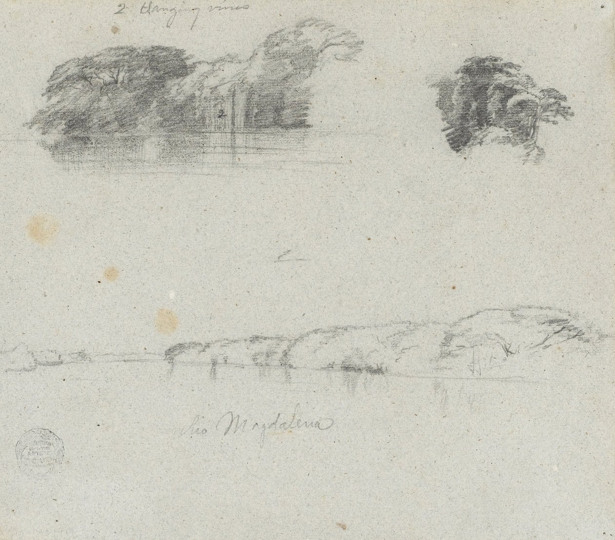 Skizzen von Bäumen, Reben und einem Ufer des Rio Magdalena, Kolumbien von Frederic Edwin Church