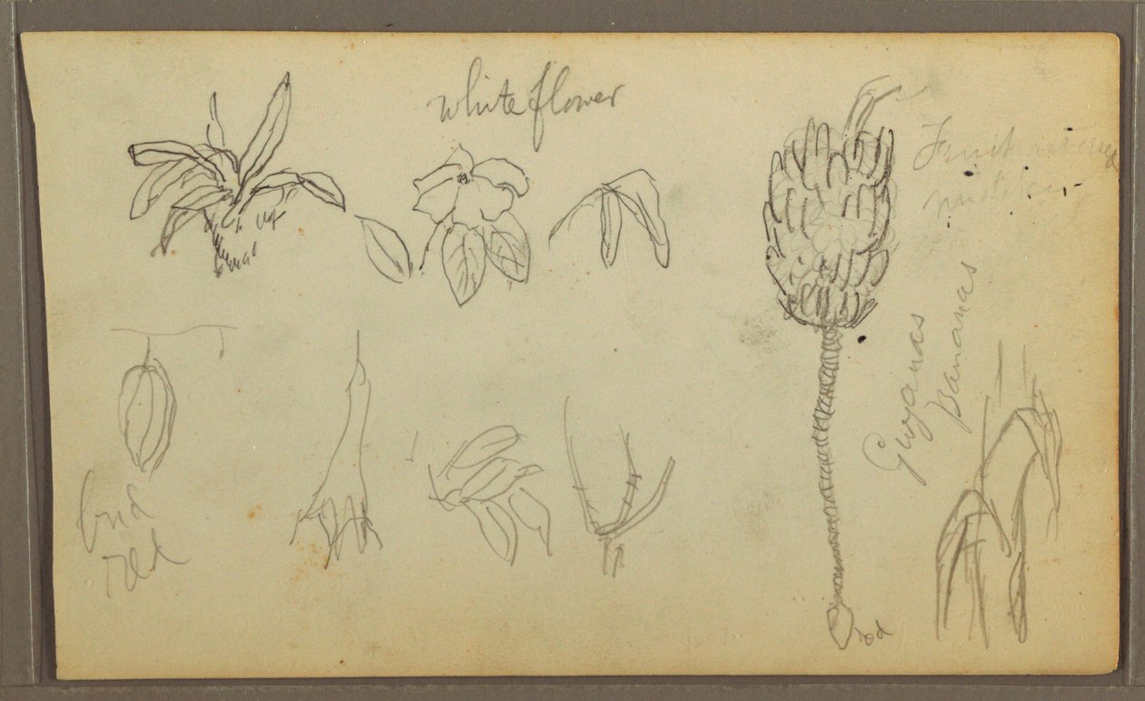 Botanische Skizzen, 1857 von Frederic Edwin Church