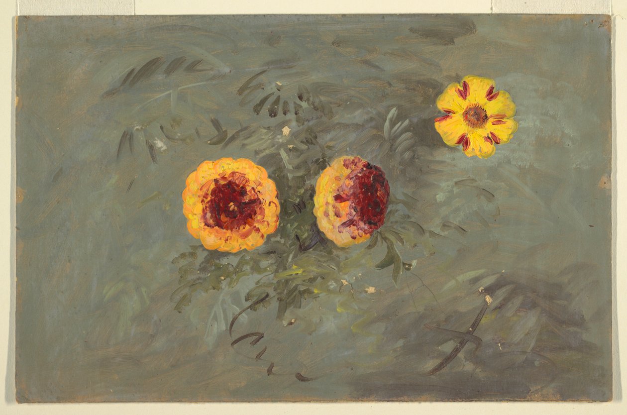 Zeichnung, Zinnien, 1860–70 von Frederic Edwin Church