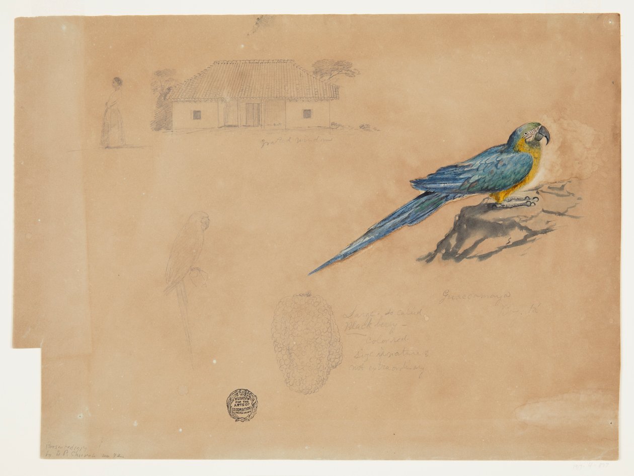 Studie einer Guacamaya, Bogotá, Kolumbien von Frederic Edwin Church