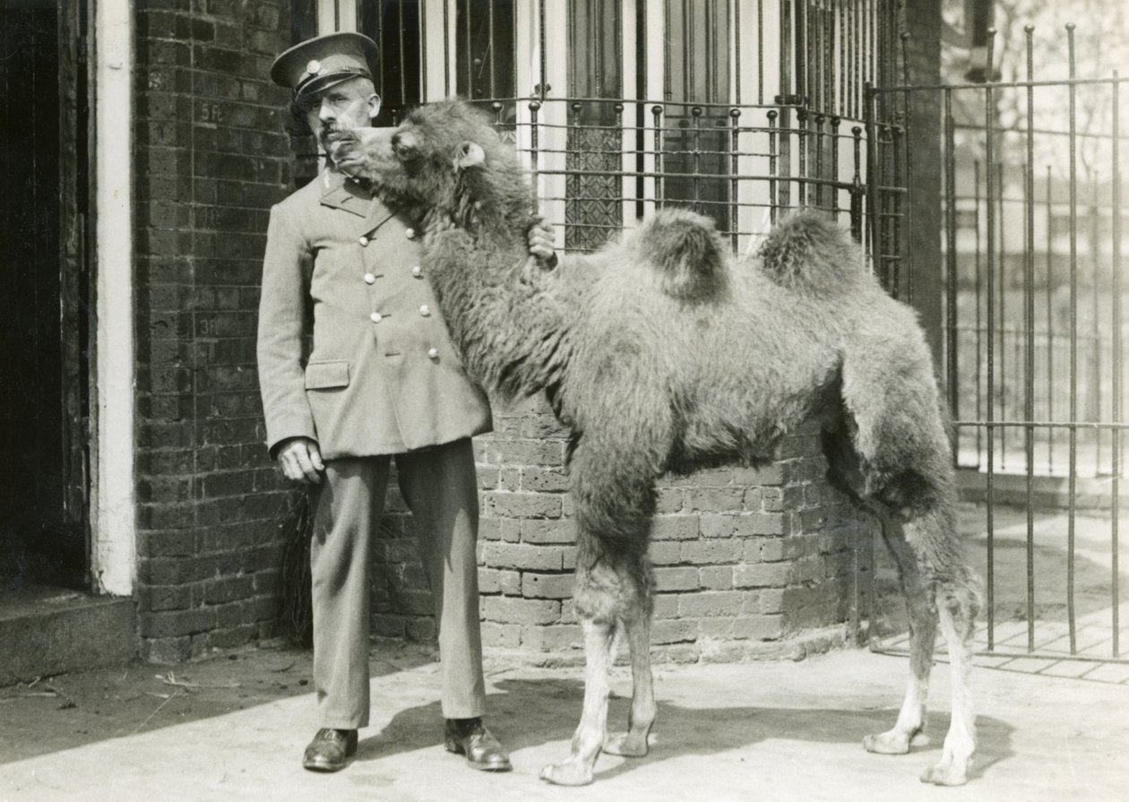 Ein baktrisches Kamelkalb mit Pfleger, vier Wochen nach der Geburt im Londoner Zoo, 1929 von Frederick William Bond