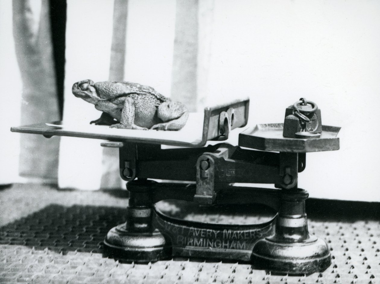 Eine Rohrkröte sitzt auf einer Waage, um gewogen zu werden, Londoner Zoo, 1923 (Schwarz-Weiß-Foto) von Frederick William Bond