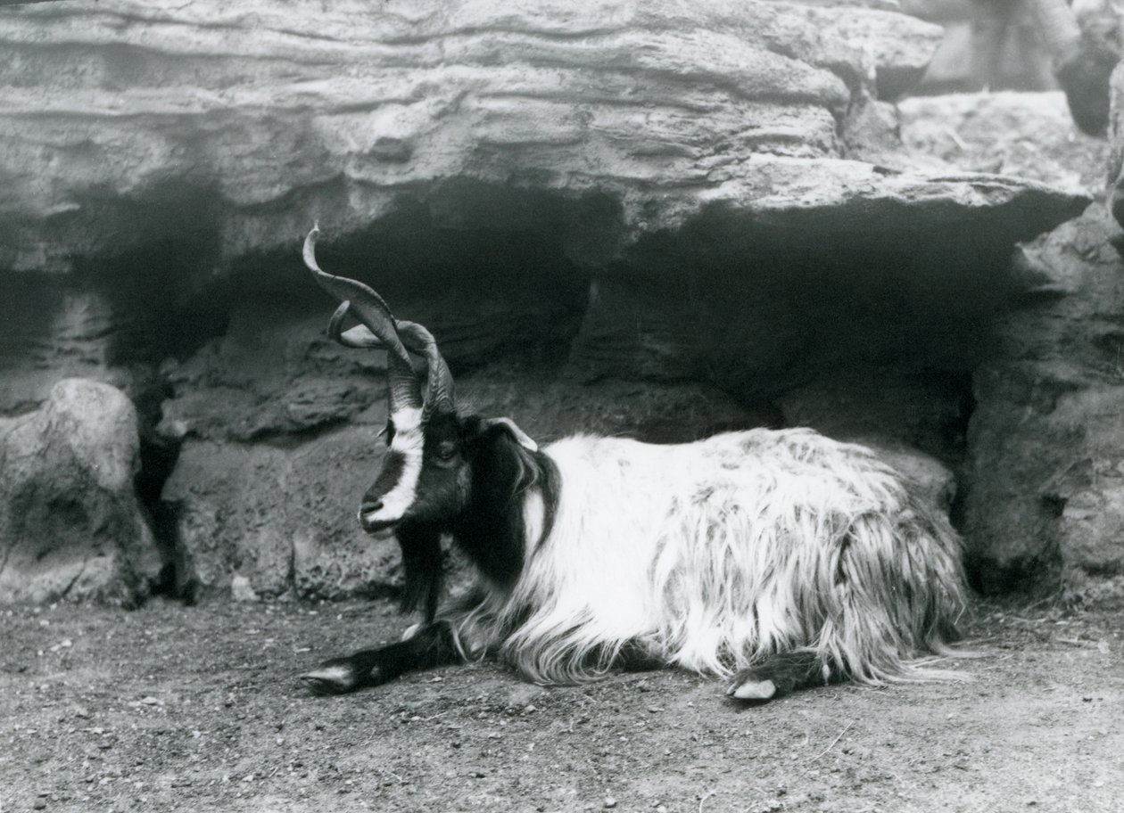 Ein lockenhörniger Ziegenbock im Londoner Zoo, Juni 1922 von Frederick William Bond