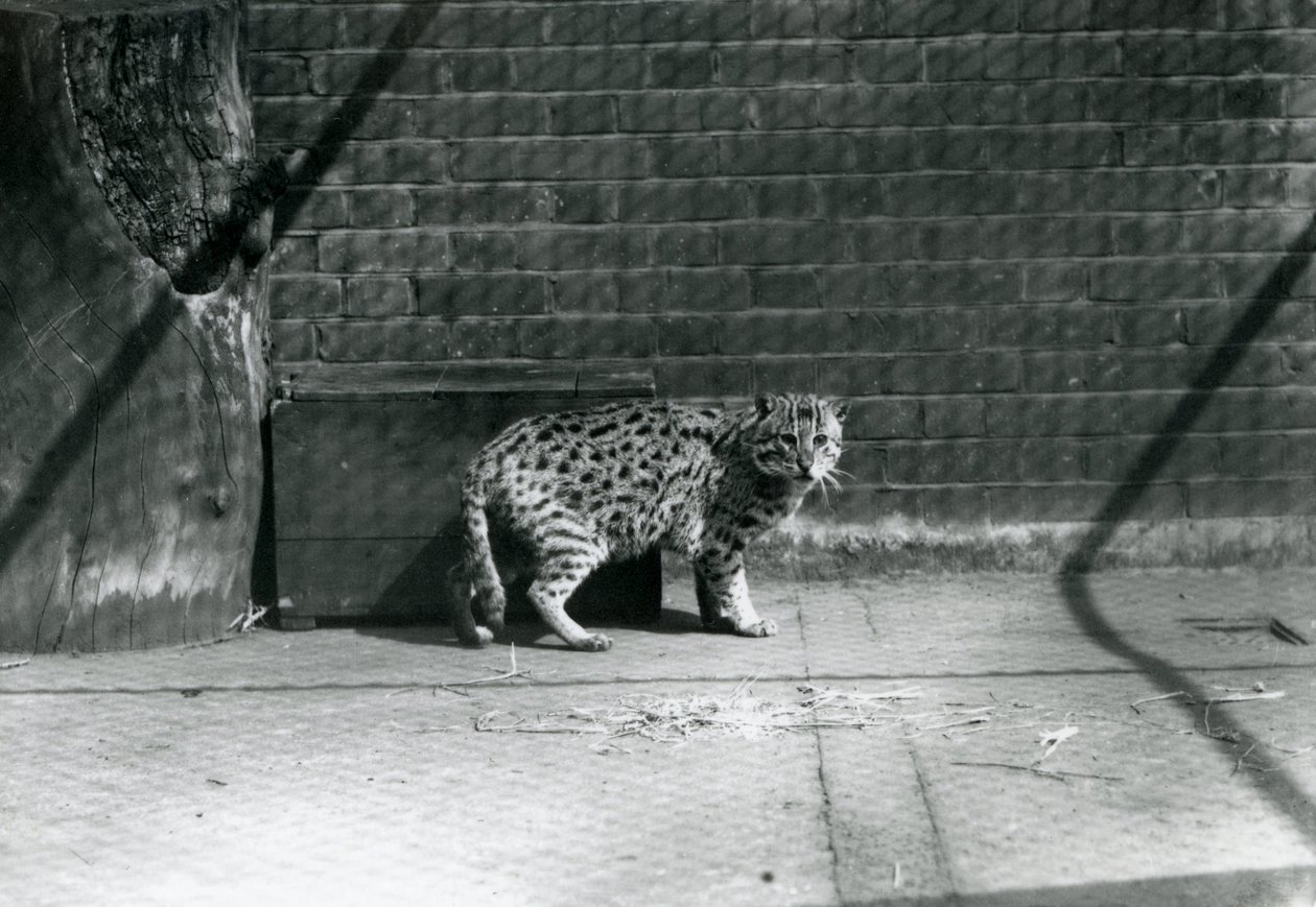 Eine Fischkatze im Londoner Zoo, Juli 1921 von Frederick William Bond
