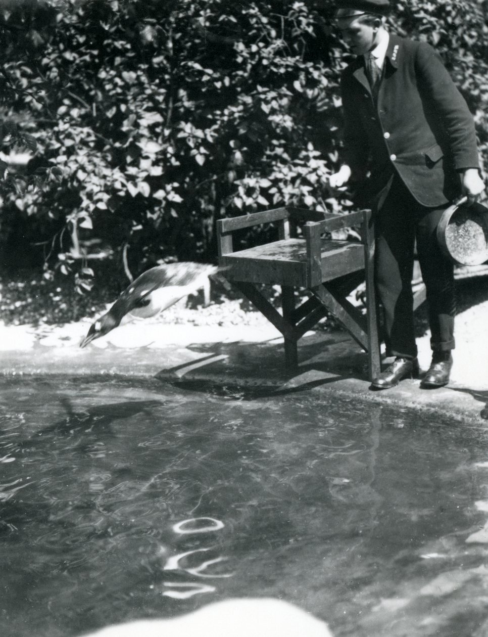 Ein Gentoo-Pinguin taucht nach Fischen, die der Wärter gerade in sein Becken geworfen hat, Londoner Zoo, Juni 1914 von Frederick William Bond