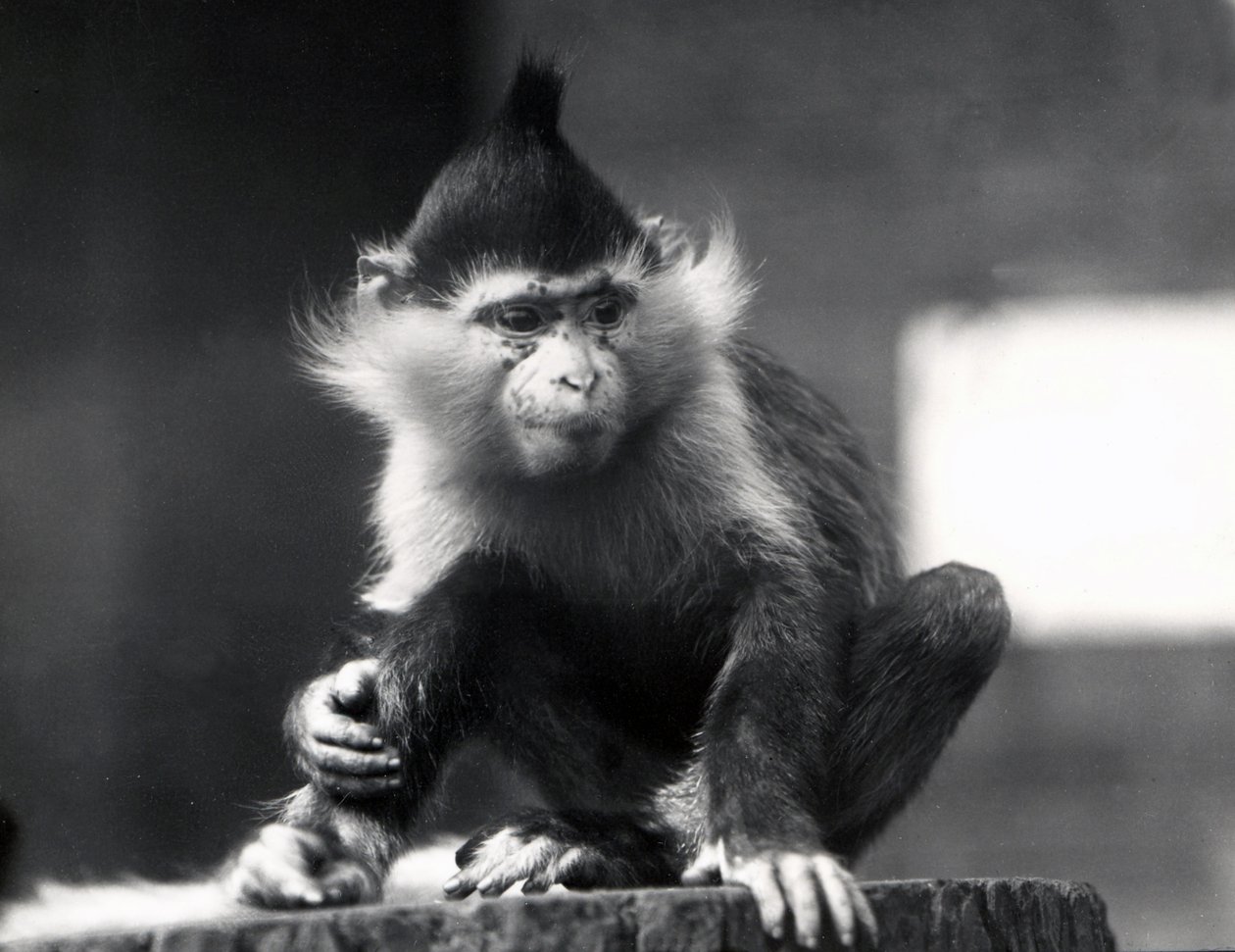 Ein Mangabey-Affe, Freckles, im ZSL London Zoo, ab Juli 1925 von Frederick William Bond