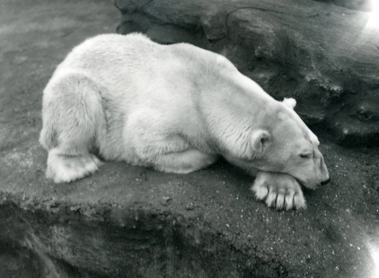 Ein Eisbär ruht mit dem Kopf auf der Pfote im Londoner Zoo, Oktober 1920 von Frederick William Bond
