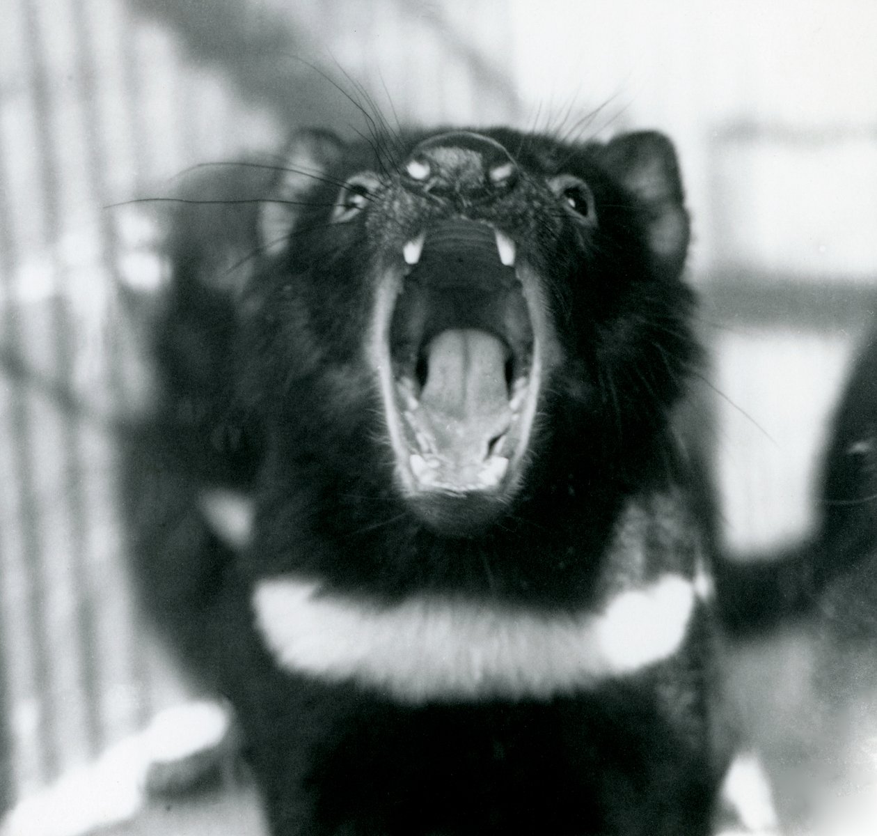 Ein Tasmanischer Teufel im Londoner Zoo, September 1914 von Frederick William Bond