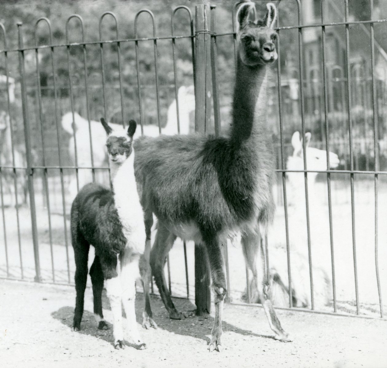 Ein Baby-Lama oder Cria mit seiner Mutter im London Zoo, August 1923 von Frederick William Bond