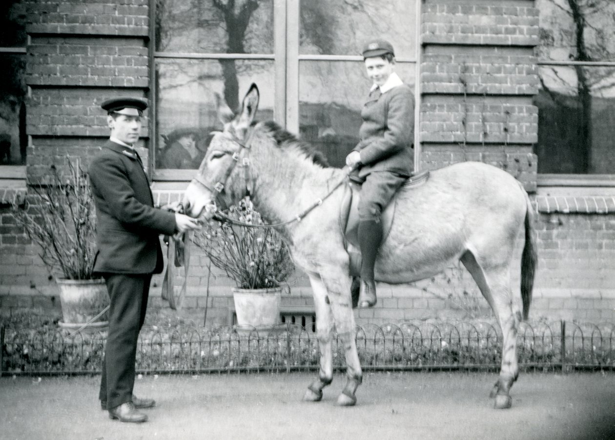 Ein Wärter führt einen Esel, der von einem Jungen geritten wird, London Zoo, Juni 1913 von Frederick William Bond