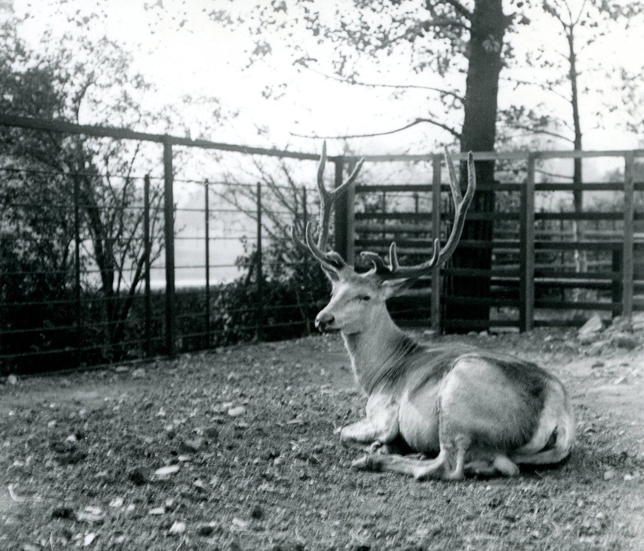 Ein ausgewachsener Wallich-Hirsch, auch bekannt als Shou, Zentralasiatischer oder Tibetischer Rothirsch, sitzend im Londoner Zoo, September 1913 von Frederick William Bond