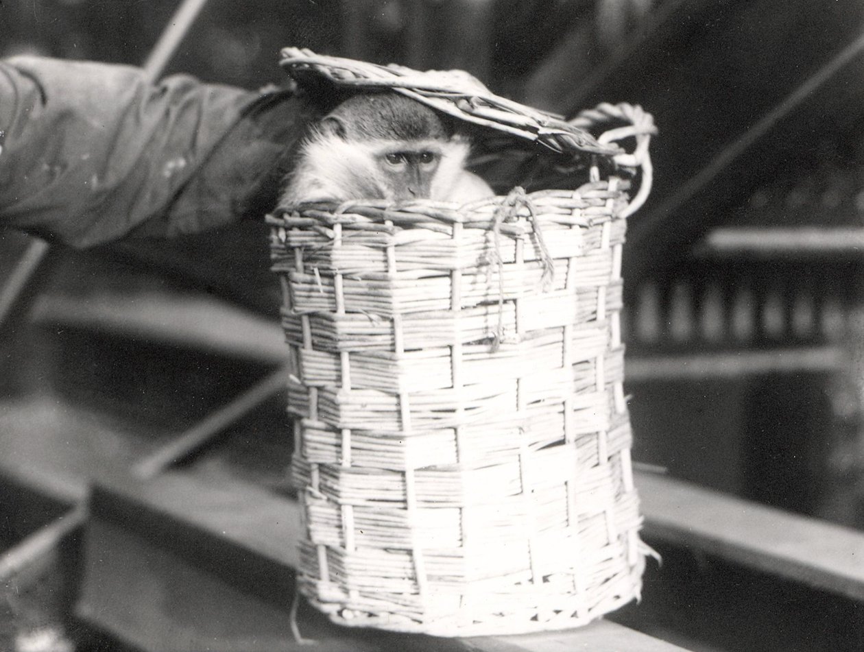 Ein Affe in einem Korb im ZSL London Zoo, Dezember 1922 von Frederick William Bond