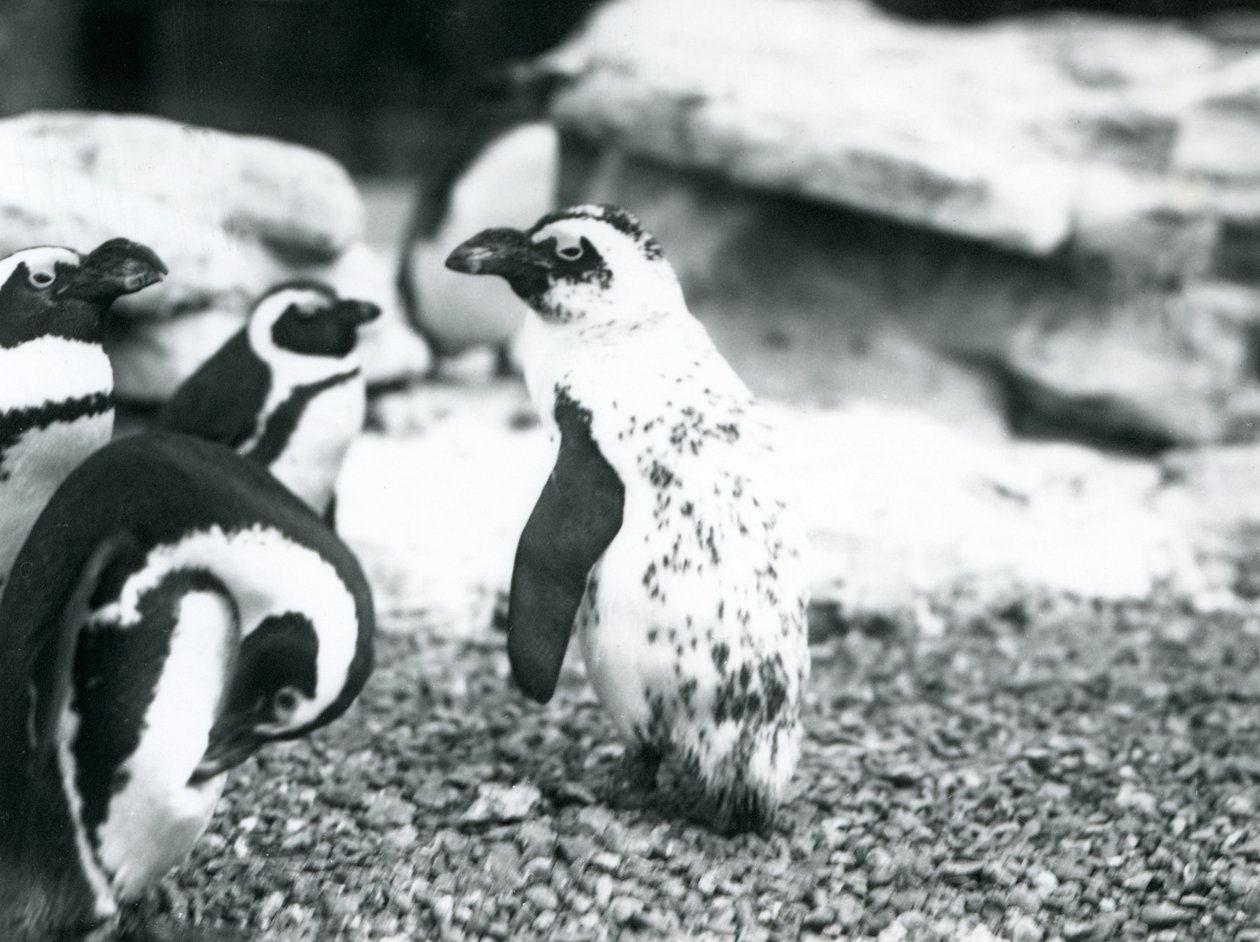 Eine kleine Gruppe von Brillenpinguinen, darunter einer mit abweichenden Markierungen, im Londoner Zoo, Mai 1914 von Frederick William Bond