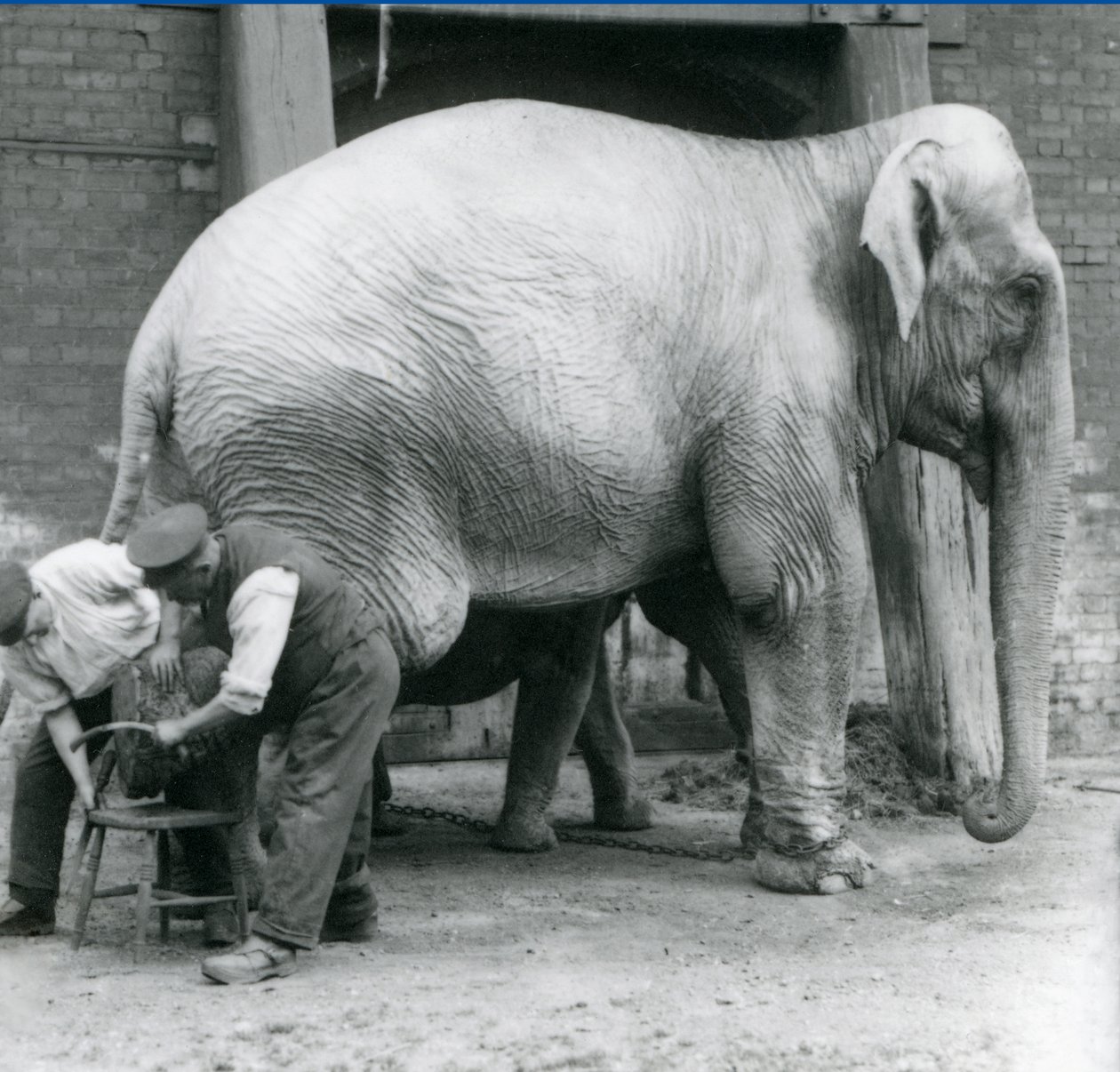 Erwachsene weibliche Indische Elefantin Assam Lukhi, die mit dem Wärter Charles Eyles ihre Füße im London Zoo, September 1923, getrimmt bekommt von Frederick William Bond