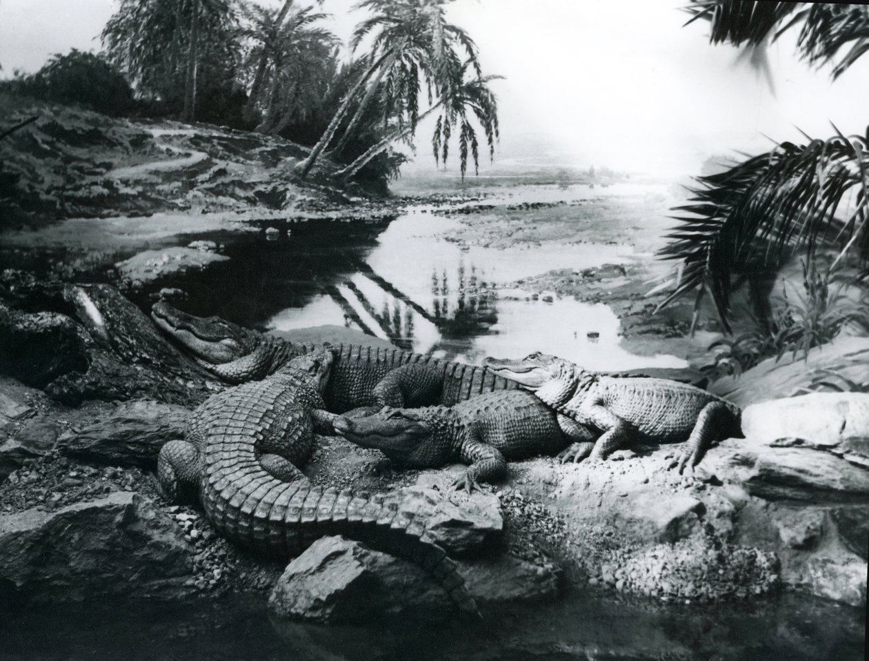 Alligatoren in einer Panoramaszene im Londoner Zoo, 1928 von Frederick William Bond
