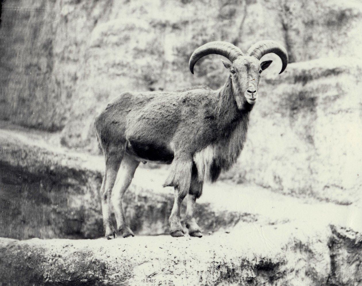 Männliches Berberschaf auf der Mappin-Terrasse, Londoner Zoo, Mai 1915 von Frederick William Bond