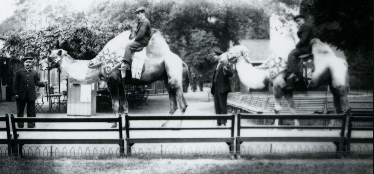 Kamele, geschmückt für die Friedensfeierlichkeiten, 19. Juli 1919 von Frederick William Bond