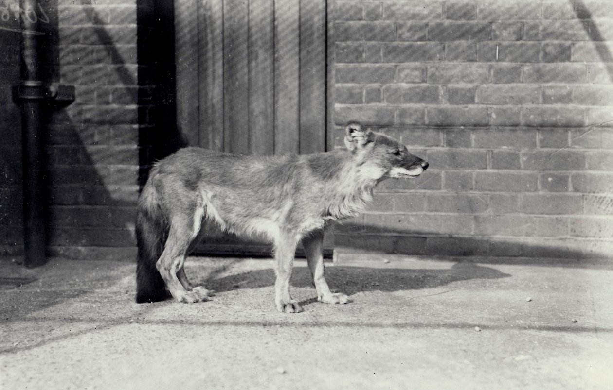 Sibirischer Wildhund oder Dhole im Londoner Zoo, Oktober 1916 von Frederick William Bond