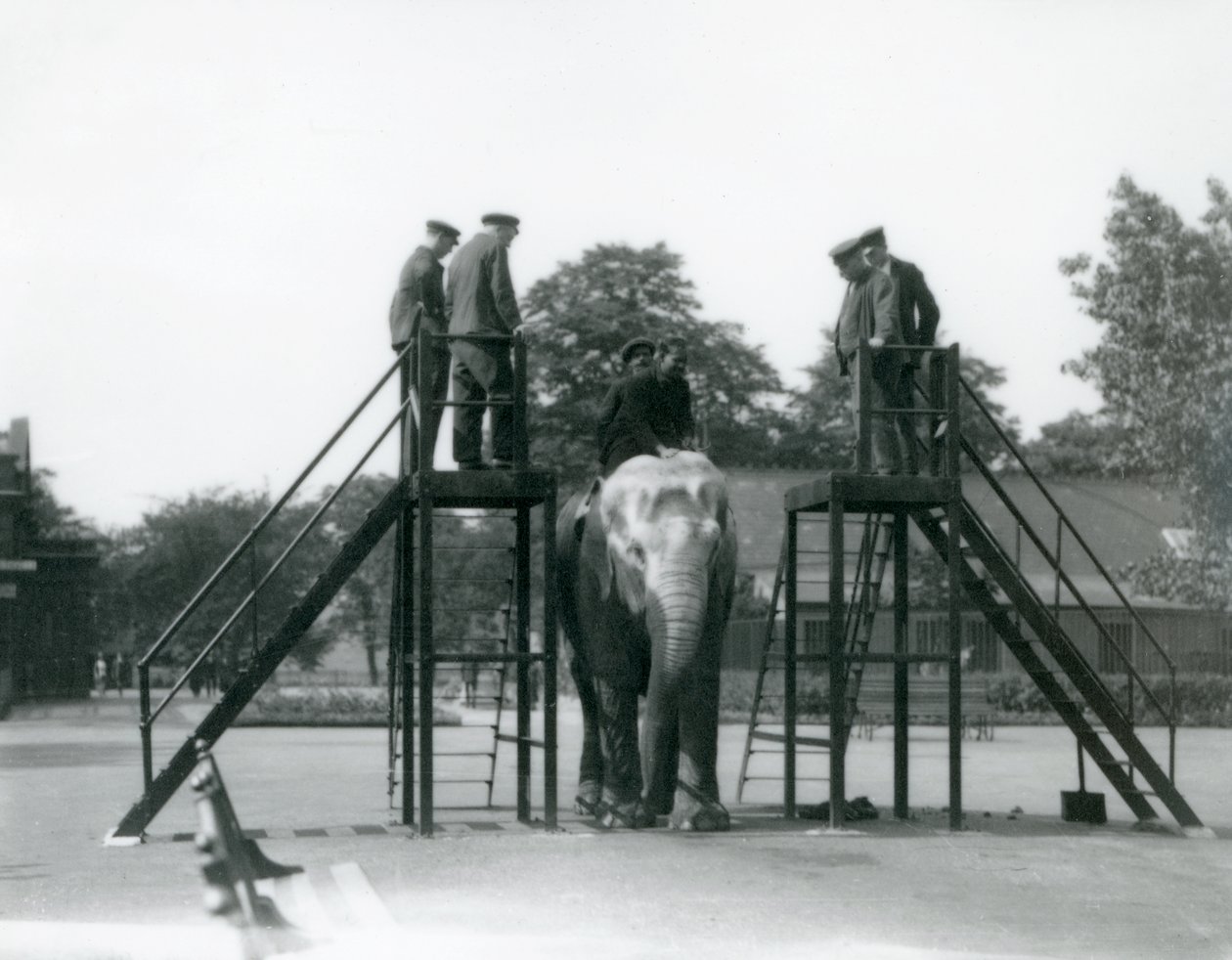 Syed Ali trainiert Indiarani, während andere Mitarbeiter und Wärter zuschauen, London Zoo, Juni 1922 von Frederick William Bond