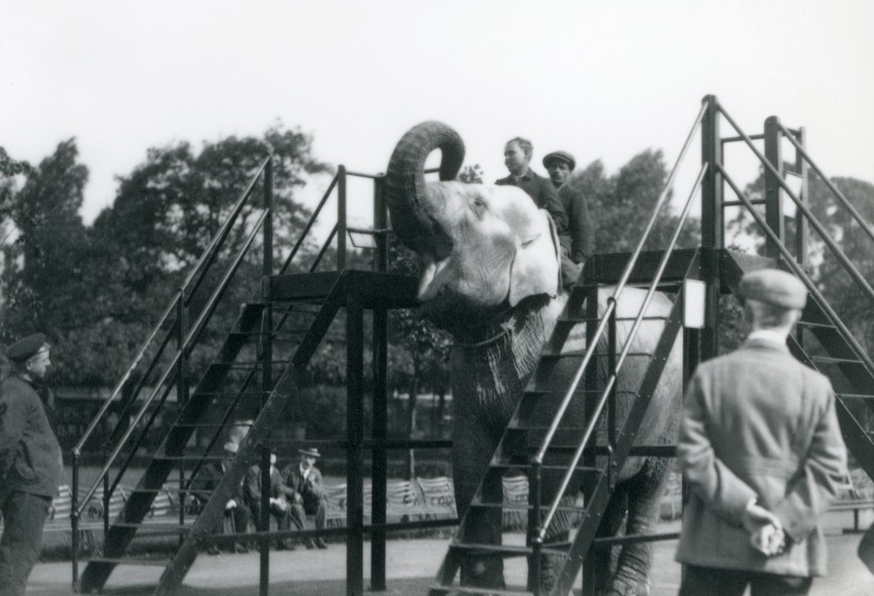 Syed Ali trainiert Indiarani, während andere Mitarbeiter und Pfleger zuschauen, Londoner Zoo, Juni 1922 von Frederick William Bond
