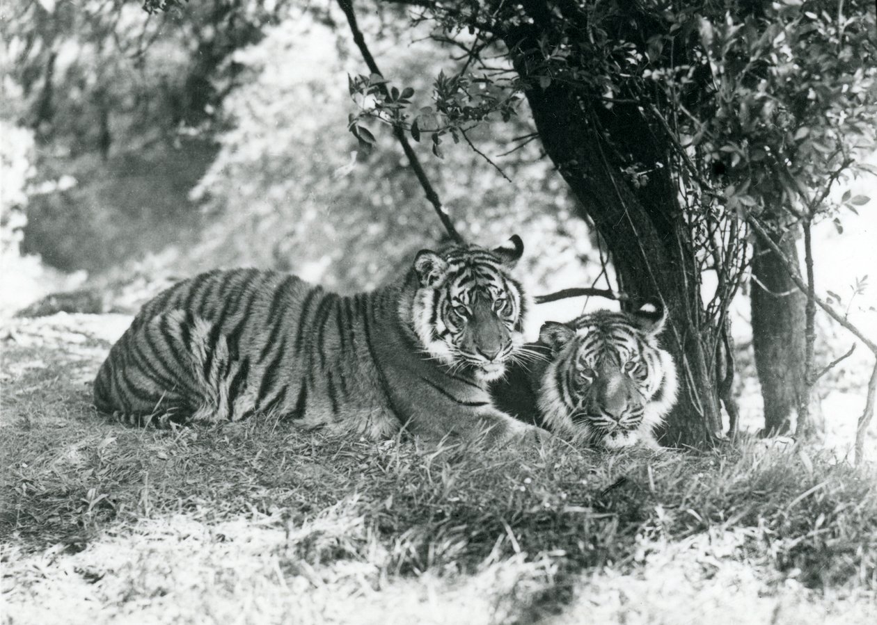Zwei Tiger ruhen unter einem kleinen Baum in ihrem neuen Gehege in Whipsnade, Mai 1934 von Frederick William Bond