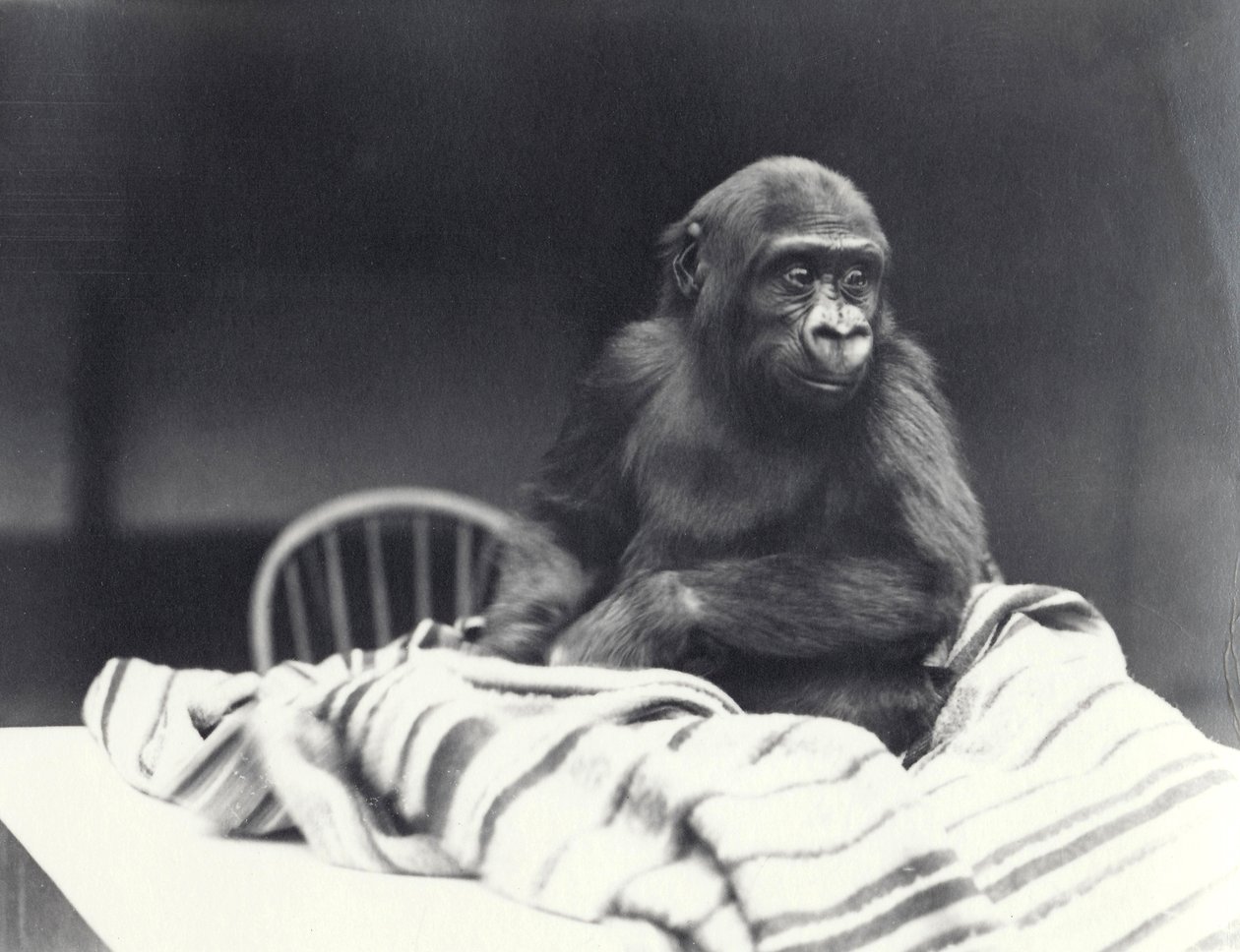 Junger Gorilla 