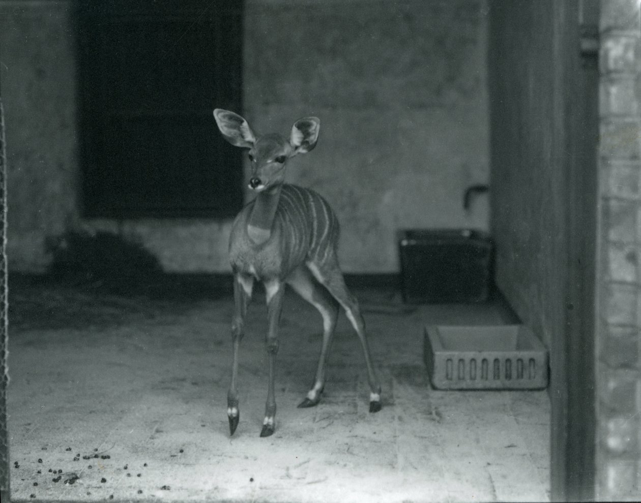 Junger Kleiner Kudu im Londoner Zoo, 1914 von Frederick William Bond