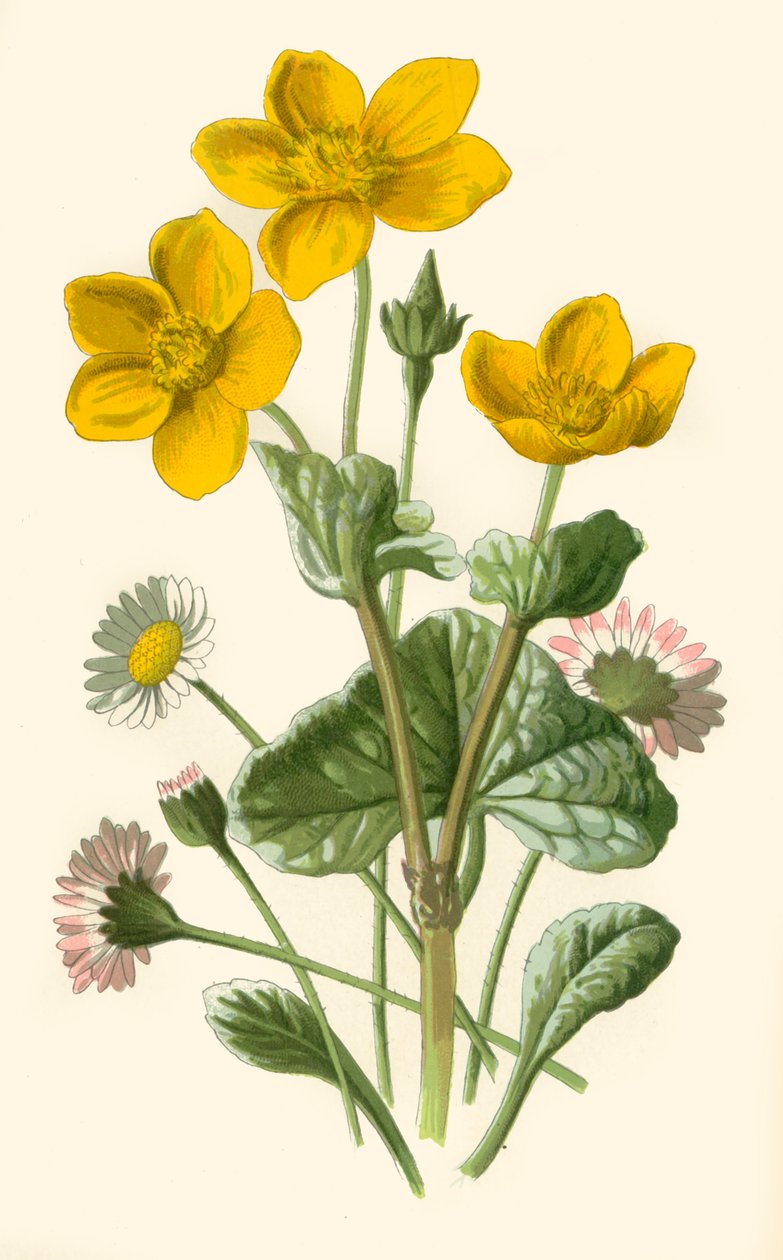 Gänseblümchen und Sumpfdotterblume von Frederick Edward Hulme