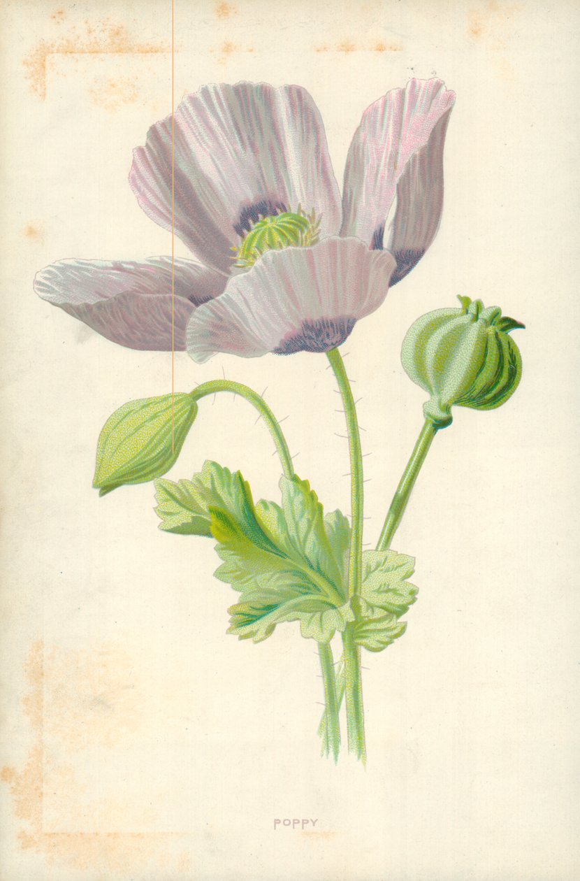 Mohnblume von Frederick Edward Hulme