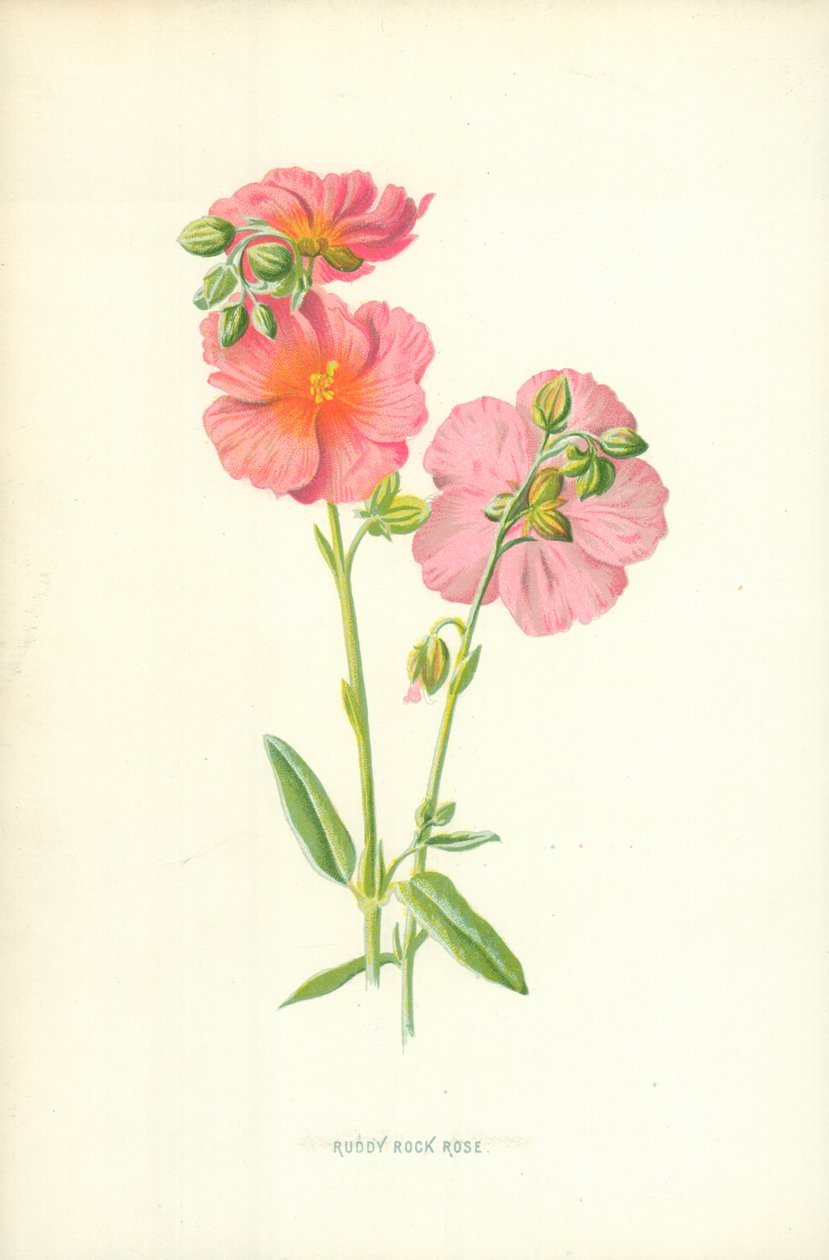 Rötliche Felsenrose von Frederick Edward Hulme