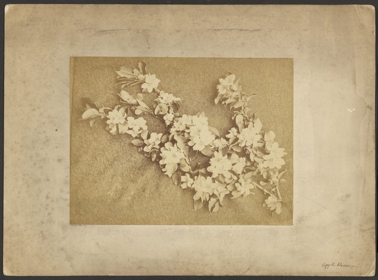 Apfelblüte von Frederick H. Hollyer