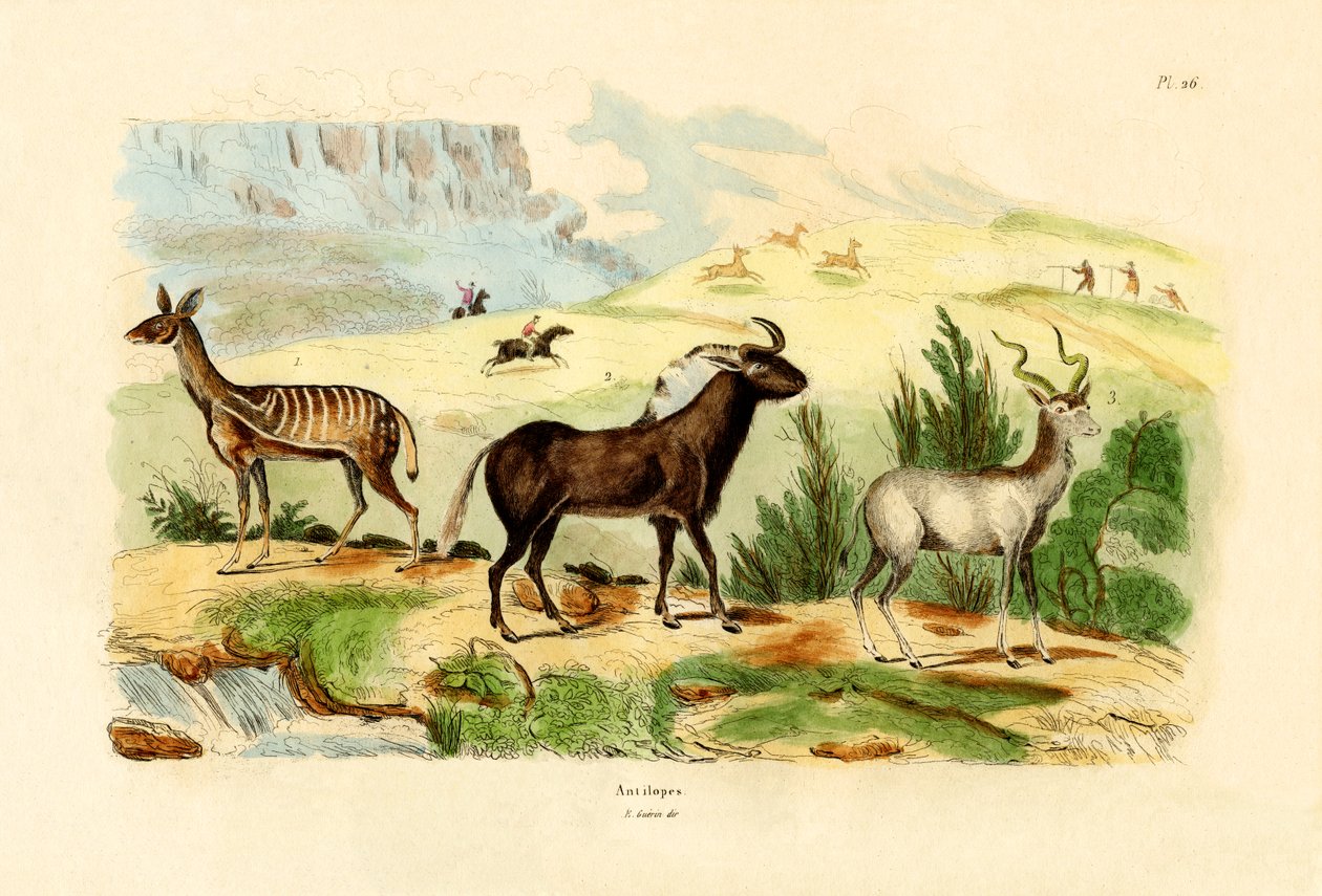 Antilopen, 1833-39 von French School