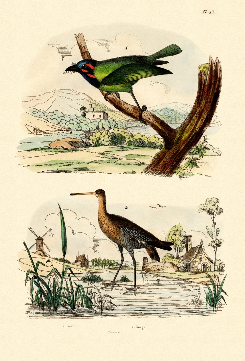 Bartvogel von French School