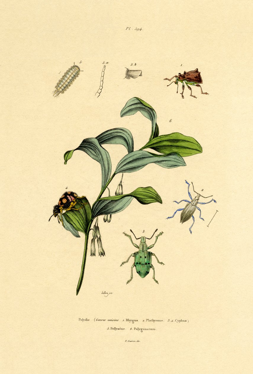 Käfer von French School