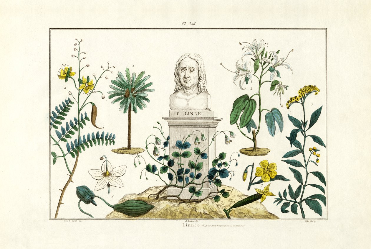 Carl von Linné, 1833-39 von French School