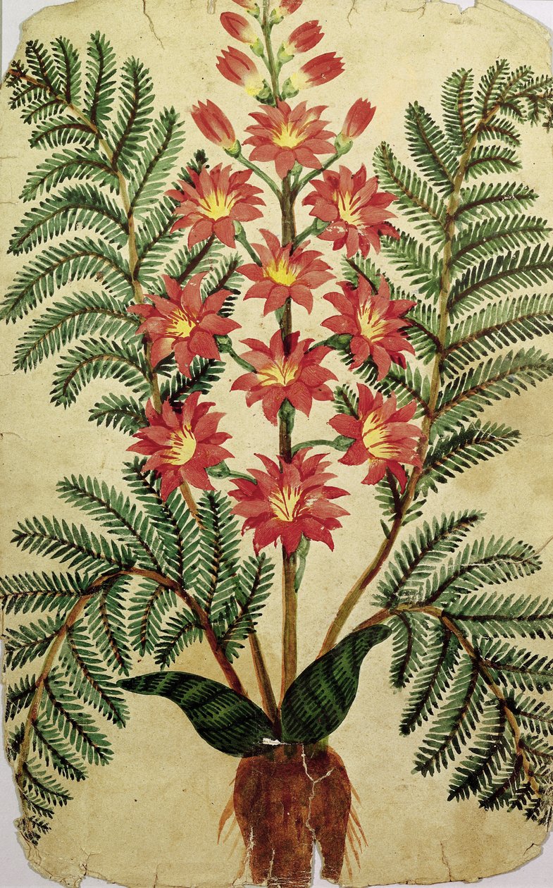 Farn mit roten und gelben Blumen, Platte eines Samenhändlers in Oisans von French School