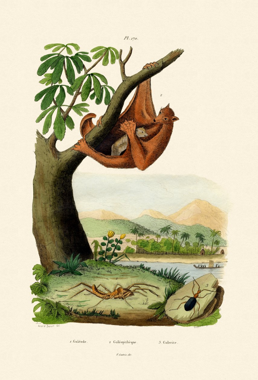 Fluglemur von French School
