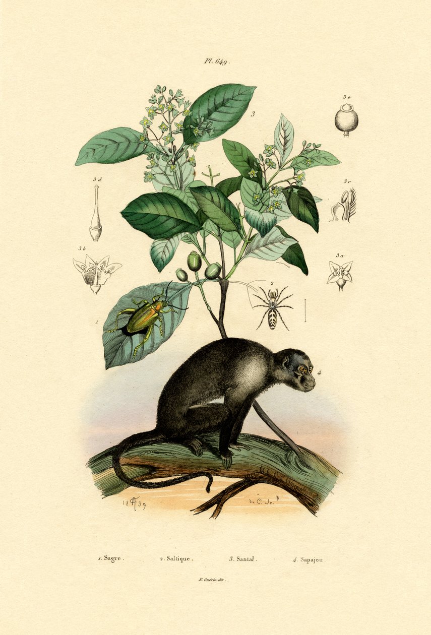 Springspinne von French School