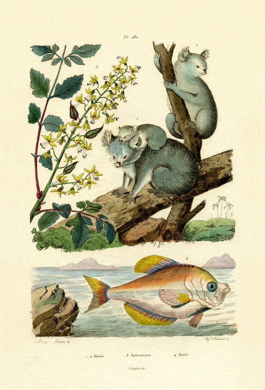 Koala von French School