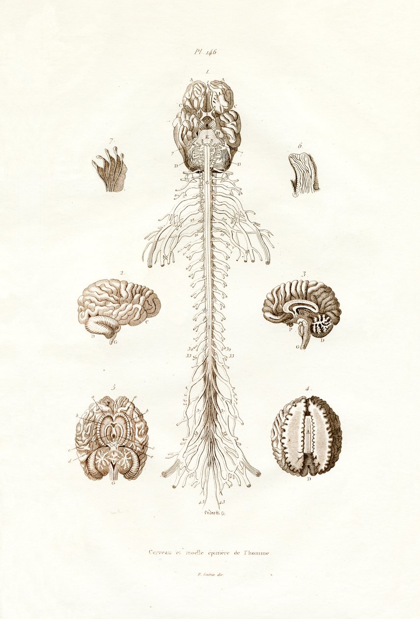 Nervensystem von French School