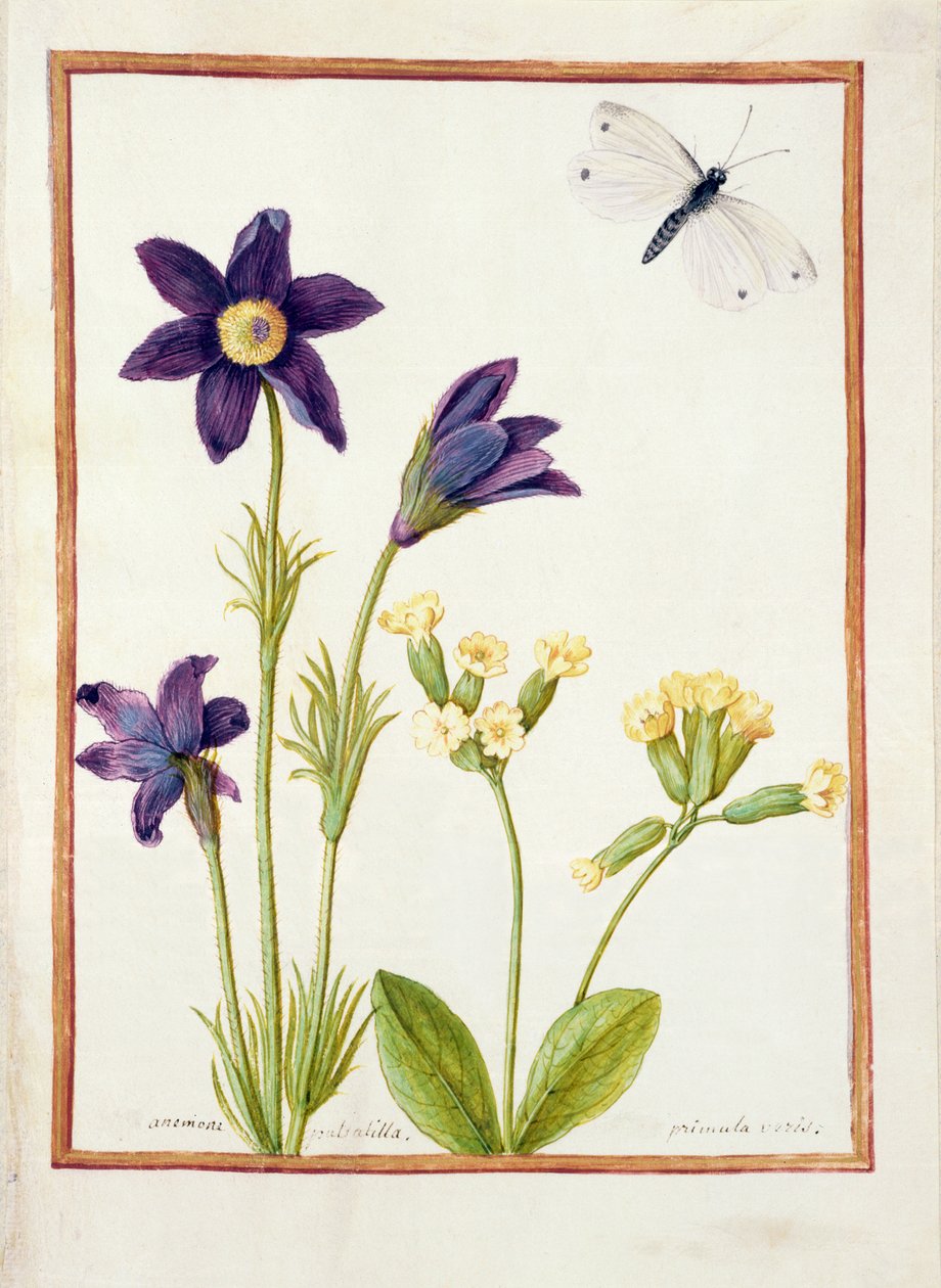 Anemone pulsatilla, Primula veris und ein Kohlweißling, ca. 1750 von French School