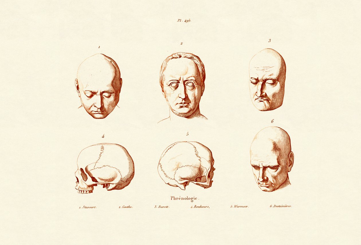 Phrenologie von French School